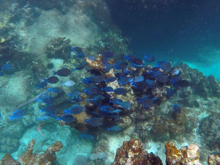 Trunk Bay Blue Tang School