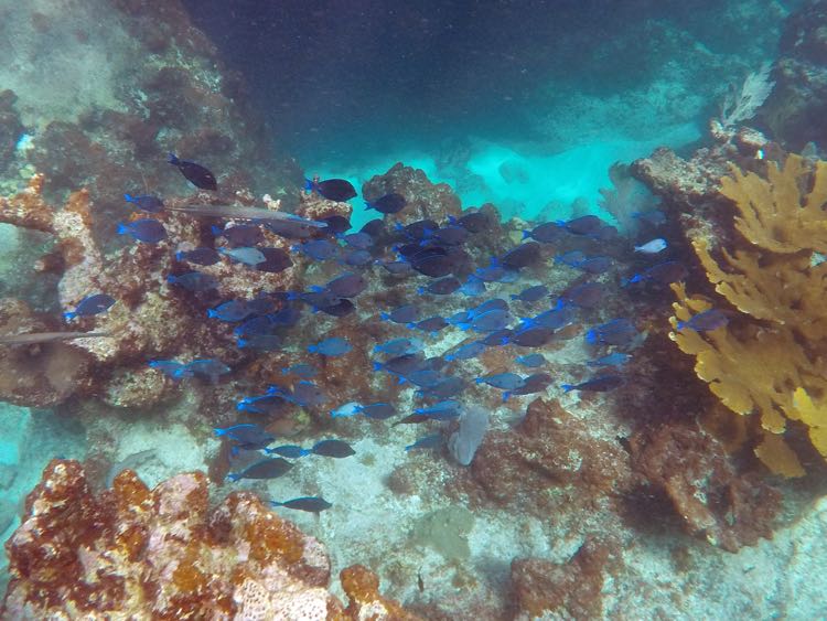 Trunk Bay Blue Tang School