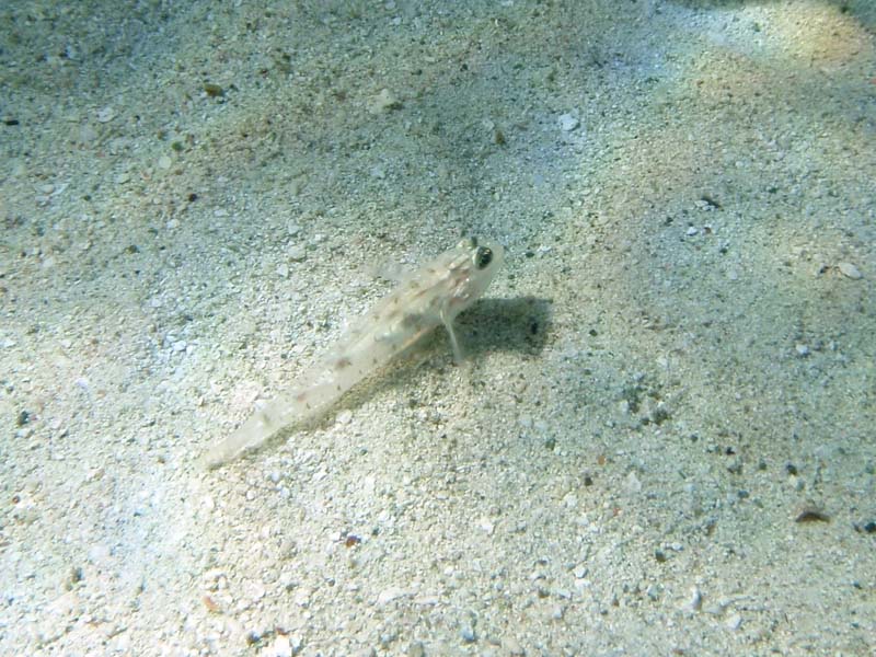 Bridled Goby