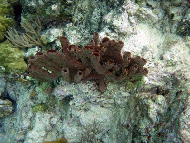 Brown Custer Tube Sponge-3