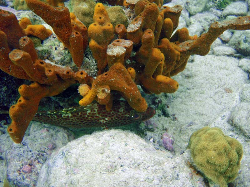 Brown Custer Tube Sponge