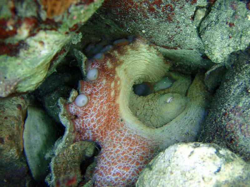 Caribbean Reef  Octopus