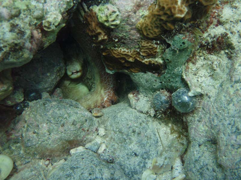 Caribbean Reef Octopus-3