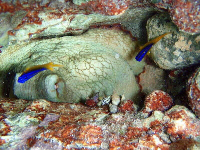 Caribbean Reef Octopus