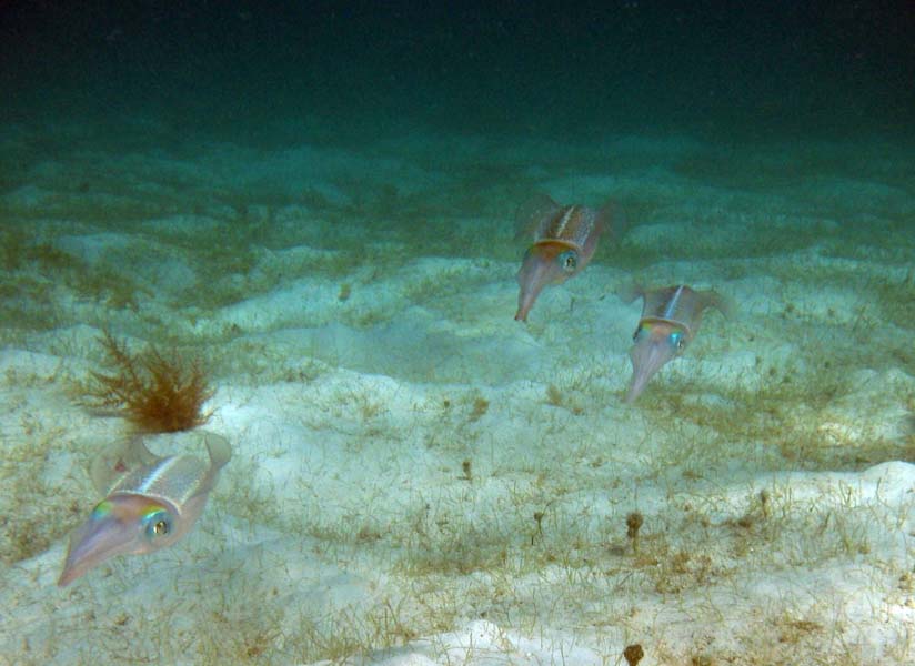 Caribbean Reef Squid-2