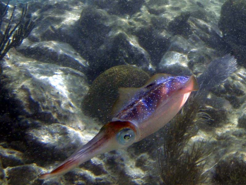 Caribbean Reef Squid-4