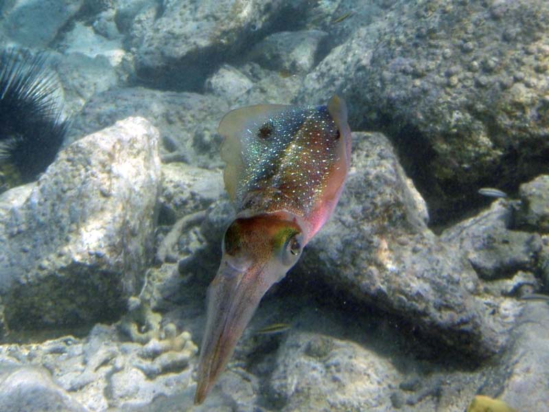 Caribbean Reef Squid-5