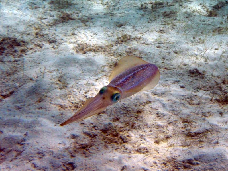 Caribbean Reef Squid