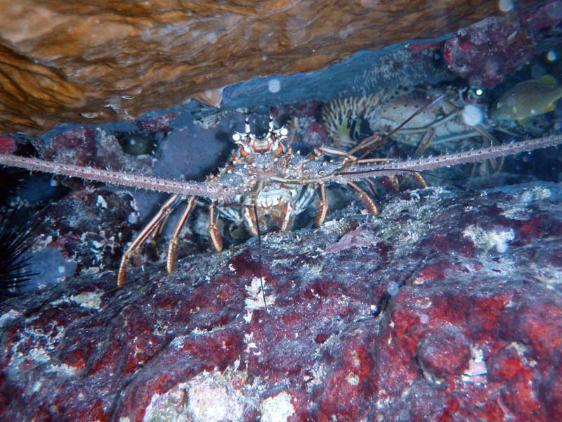 Caribbean Spiny Lobster