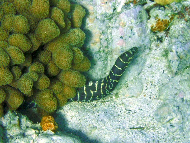 Chain Moray Eel