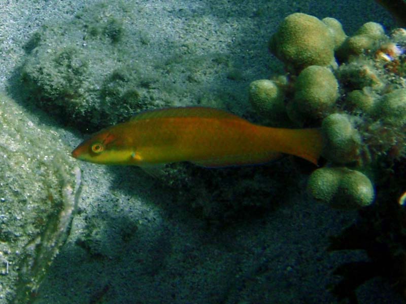 Clown Wrasse