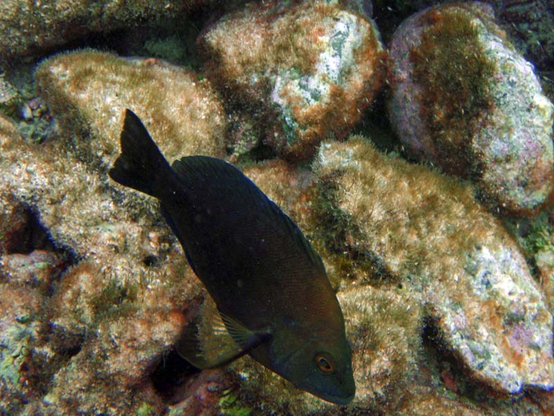 Dusky Damselfish