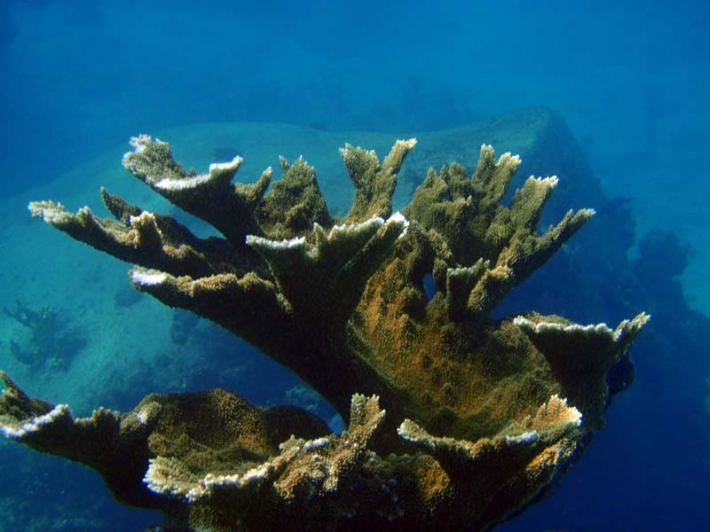 Elkshorn Coral