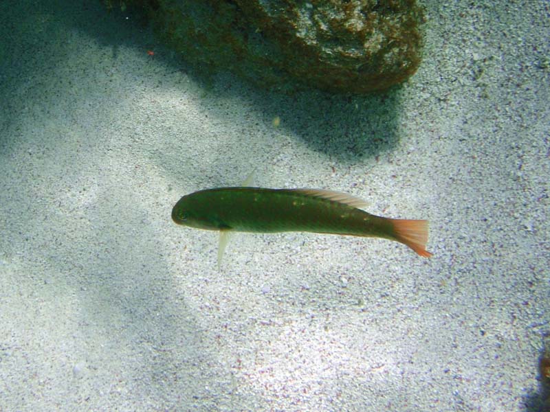 Emeral Parrotfish