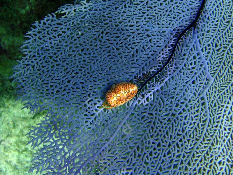 Flamingo Tongue