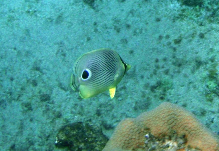 Foureye Butterflyfish