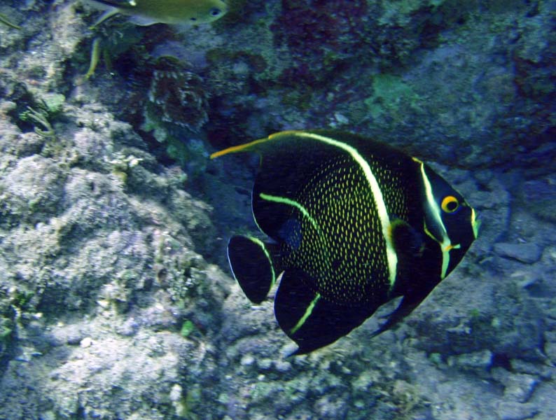 French Angelfish Int