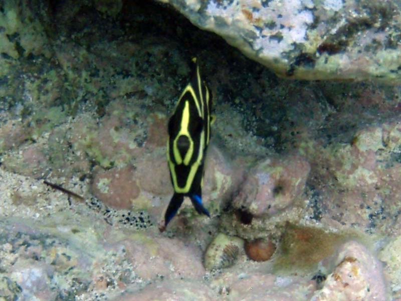 French Angelfish Juv-2