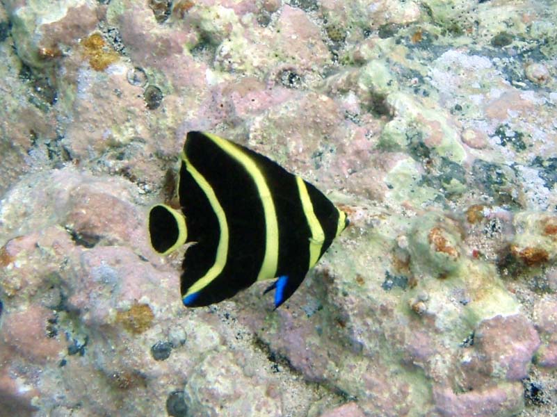 French Angelfish Juv