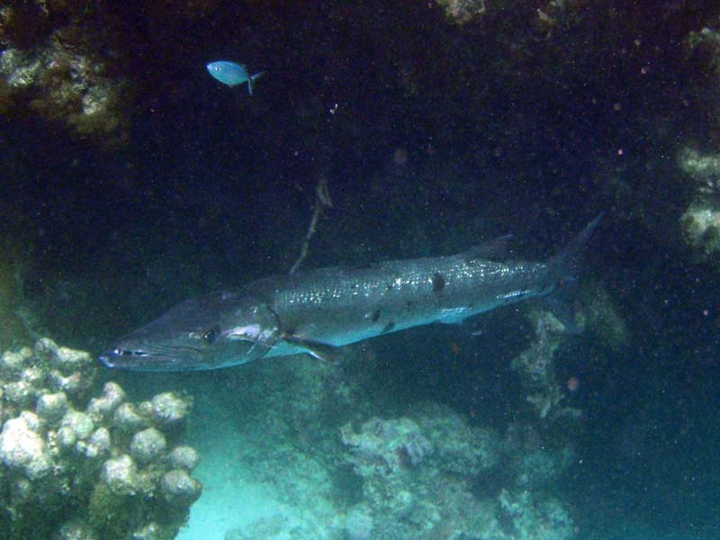 Great Barracuda-2