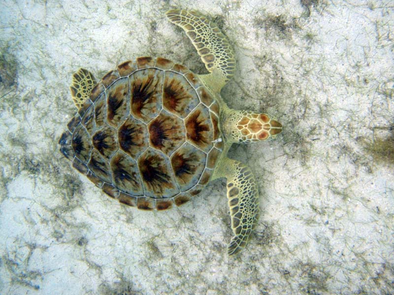 Green Sea Turtle