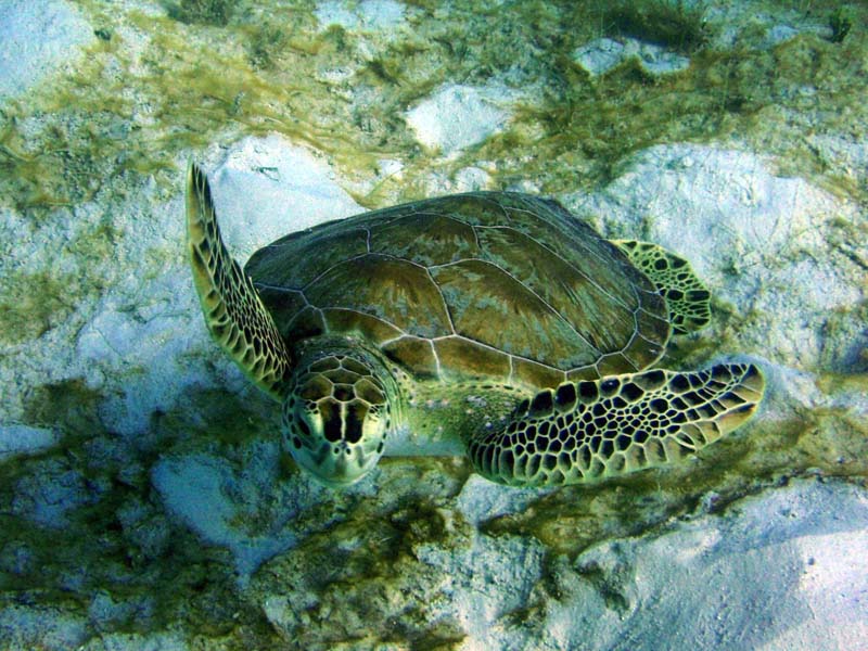 Green Seaturtle-2