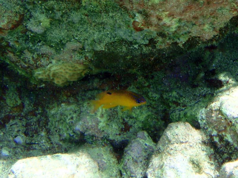 Longfin Damselfish Juv