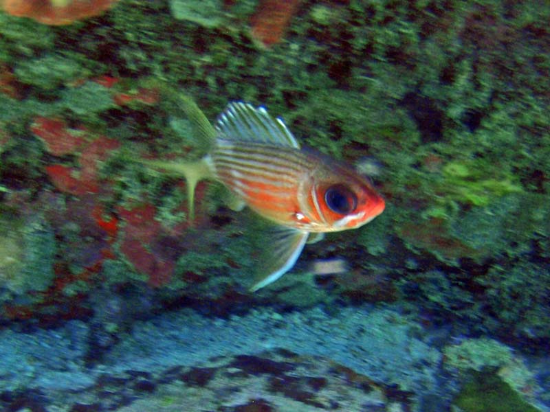 Longspine Squirrelfish