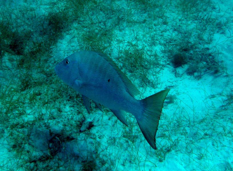 Mutton Snapper