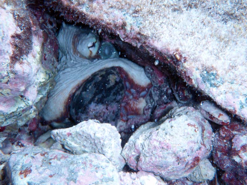 Octopus Eating