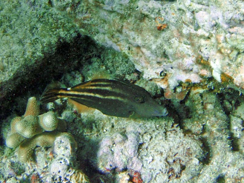 Orange Spotted Filefish