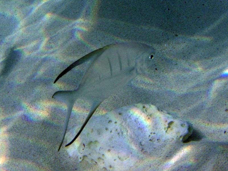 Palometa