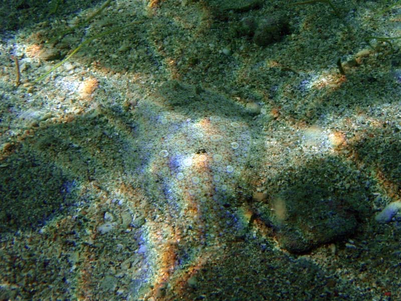 Peacock Flounder-2