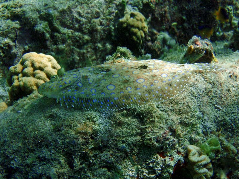 Peacock Flounder