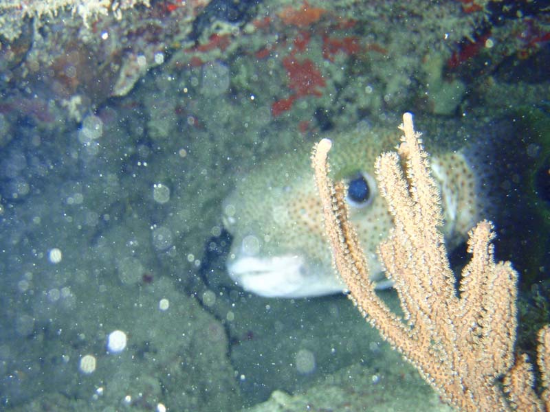 Porcupinefish