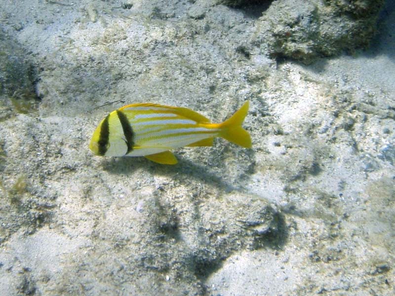 Porkfish