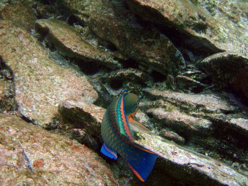 Princess Parrotfish Int