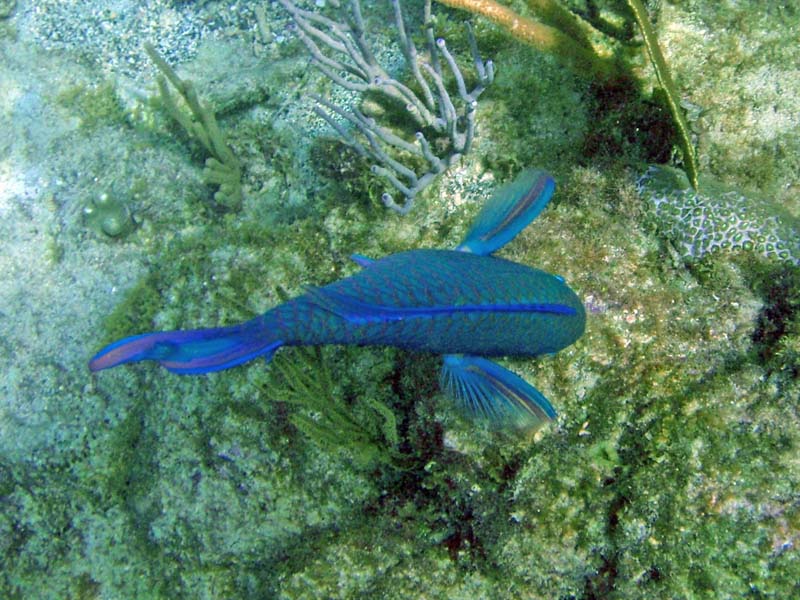 Princess Parrotfish-2