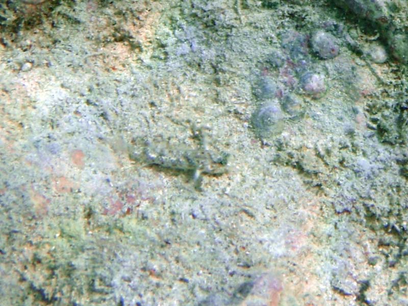 Puffcheek Blenny