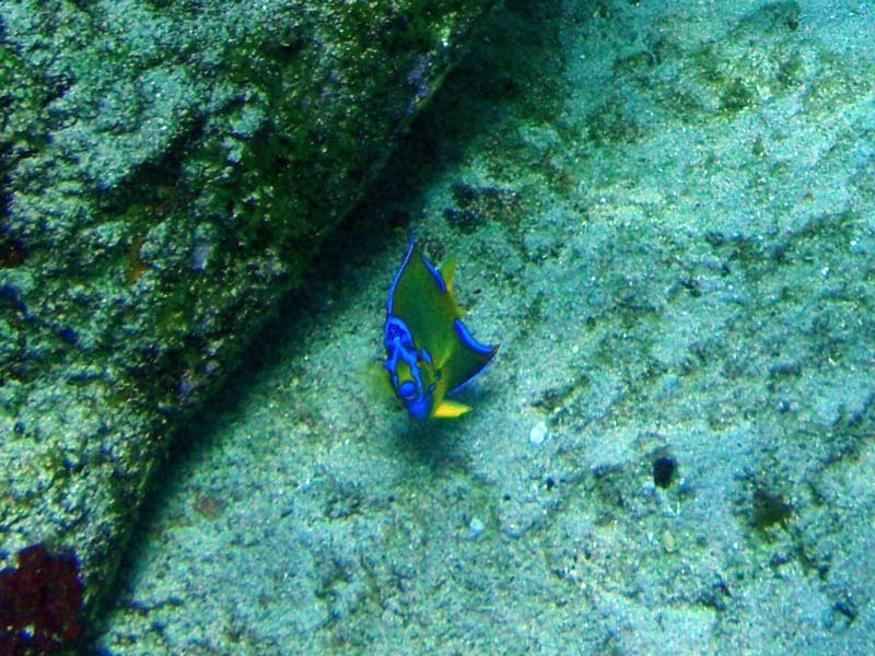 Queen Angelfish