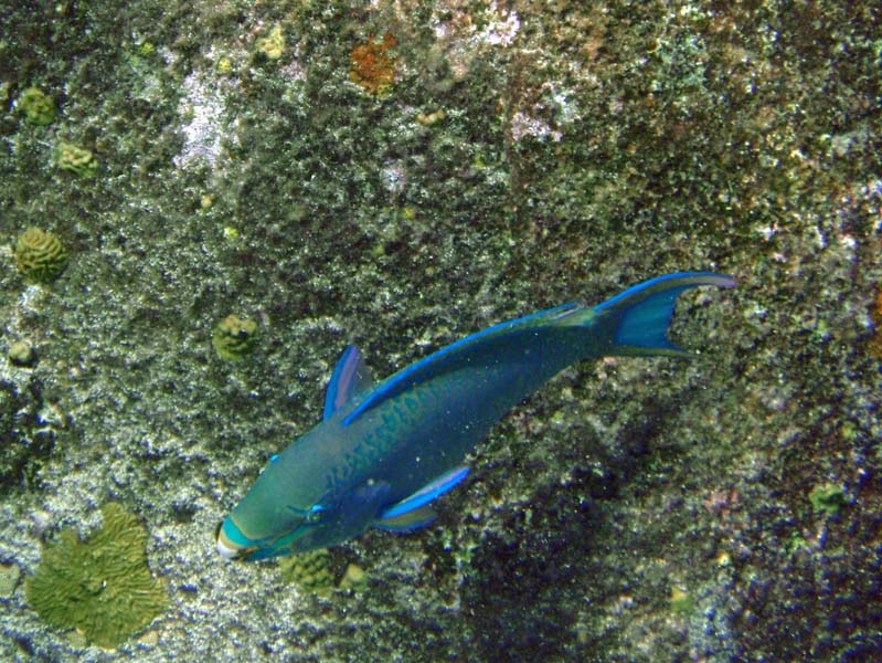 Queen Parrotfish