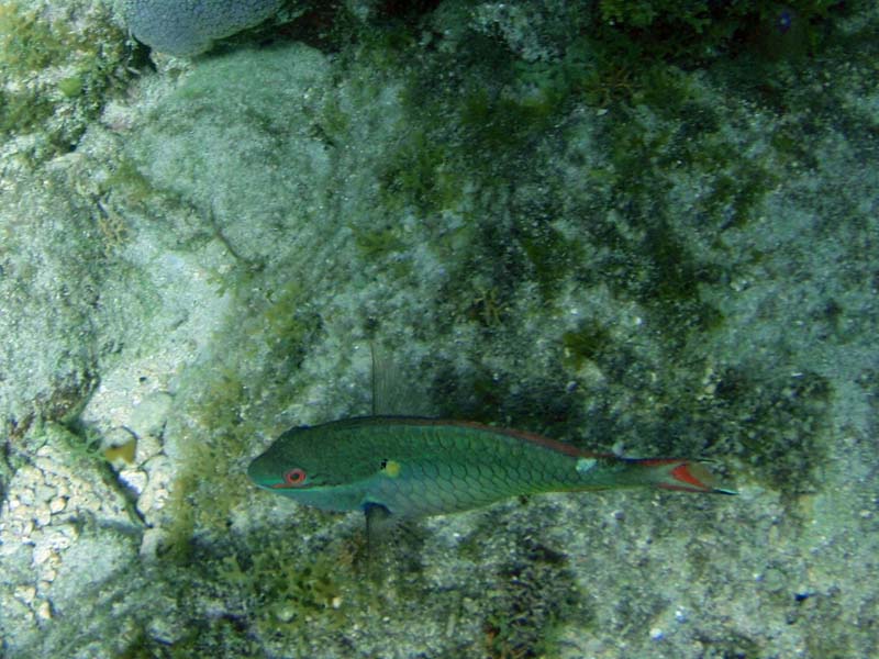 Redband PArrotfish-2