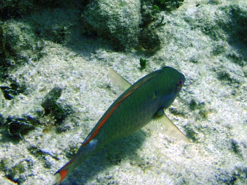 Redband Parrotfish