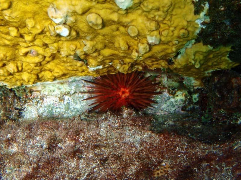 Reef Urchin