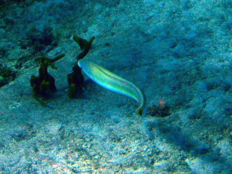 Sand Tilefish