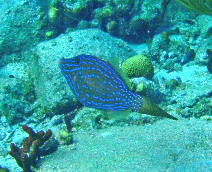 Scrawled Filefish