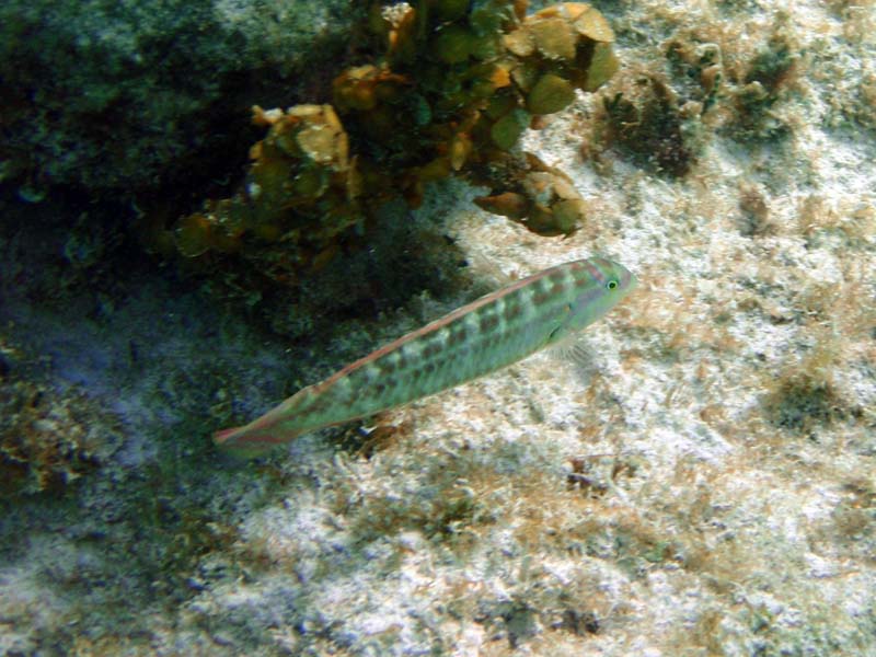 Slippery Dick Juv