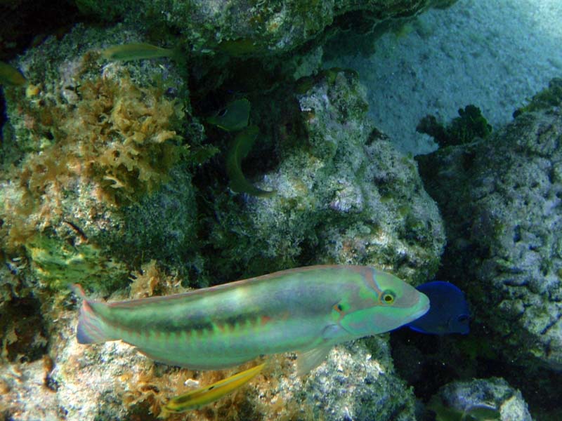 Slippery Dick