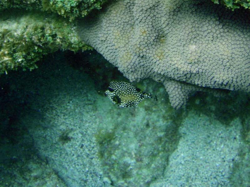 Smooth Trunkfish Juv