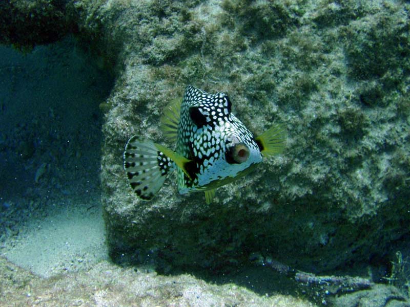 Smooth Trunkfish-2